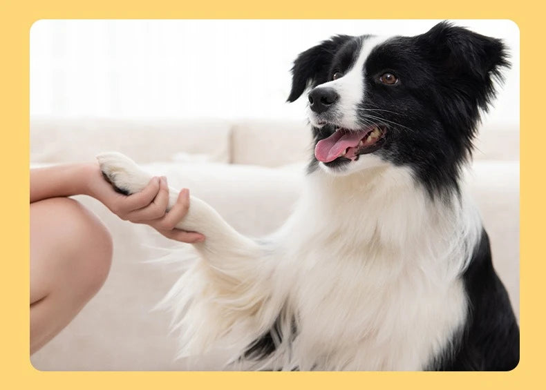 1 Set Pet Dog Trainer Clicker Training Tool With Instructions Obedience Teaching Aid Wholesale Supplies Christmas New Year Gift